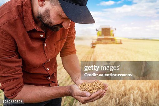 Farmer touching golden heads of wheat