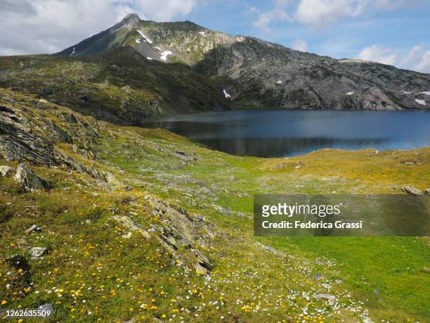 green pastures with dandelion (leontodon helveticus) at lago retico alpine tarn in campo valley (valle di campo) - leontodon stock pictures, royalty-free photos & images