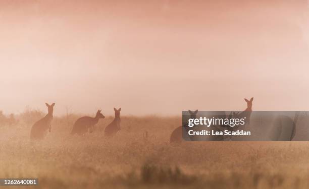 kangaroos in the mist - perth australien stock-fotos und bilder