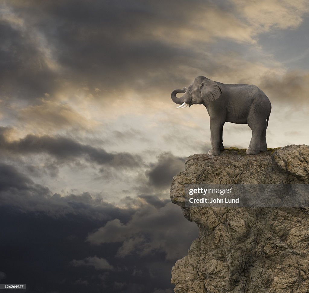 Elephant On The Edge of a Cliff