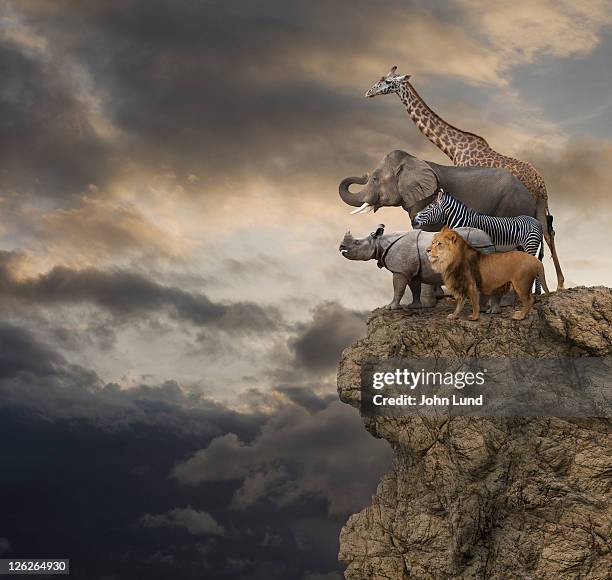 african animals on the edge of a cliff - rhinoceros foto e immagini stock