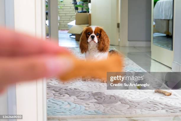 cute dog waiting for treat - dog human hand stock pictures, royalty-free photos & images