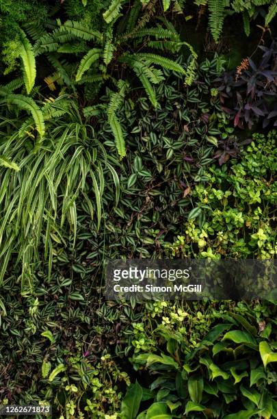 plants, including ferns and spider plants, on a living wall on a building - composizione verticale foto e immagini stock