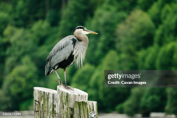 side view of a great blue heron on a log piling in puget sound - whidbey island bildbanksfoton och bilder