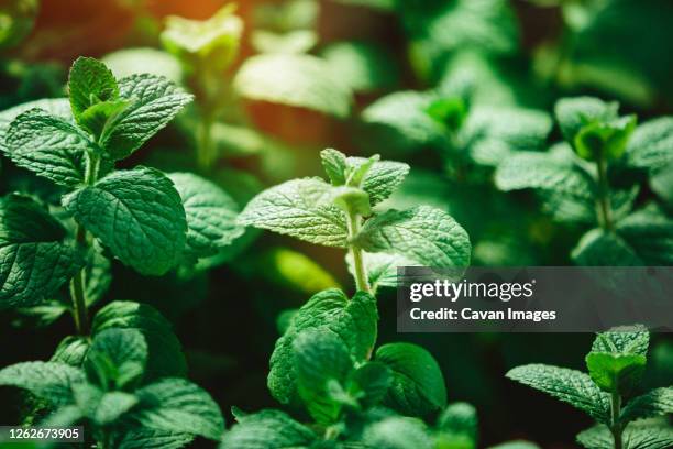 green peppermint at farmer's market - pfefferminze stock-fotos und bilder