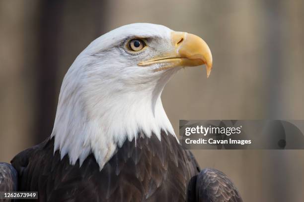 a portrait of an american bald eagle - eagle kite stock-fotos und bilder