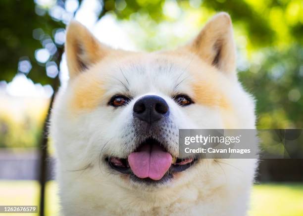 akita inu dog very happy in a park - akita inu stock pictures, royalty-free photos & images