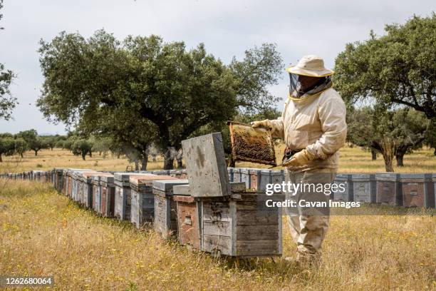 rural and natural beekeeper, working to collect honey from hives - honey face mask stock pictures, royalty-free photos & images