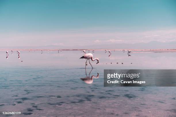flamingo searching for food in salt lagoon in atacama desert, chile - no 2012 chilean film stock-fotos und bilder