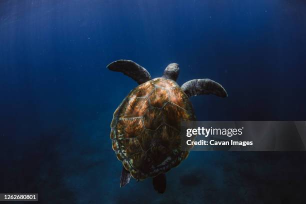 sea turtle swimming in the atlantic ocean - pacific ridley turtle stock pictures, royalty-free photos & images