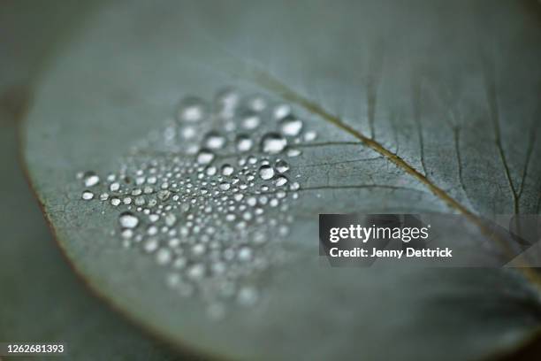 drops on eucalypt leaf - eucalyptus leaves stock-fotos und bilder