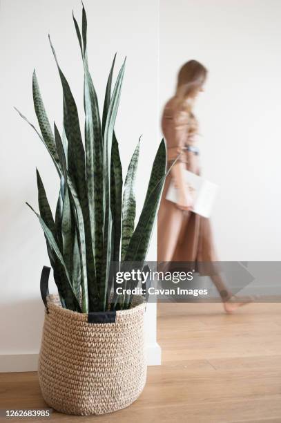 blurred silhouette of woman in light interior, plant in jute basket - sansevieria stock pictures, royalty-free photos & images