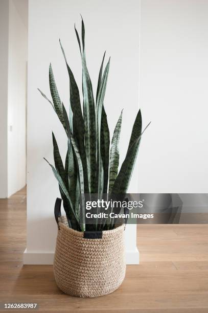 home plant in jute basket with handles stands on floor in new house. - sansevieria stock pictures, royalty-free photos & images