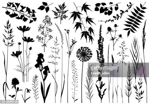 pflanzen silhouetten - kräutermedizin stock-grafiken, -clipart, -cartoons und -symbole