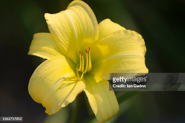 yellow daylily - ian gwinn stock pictures, royalty-free photos & images