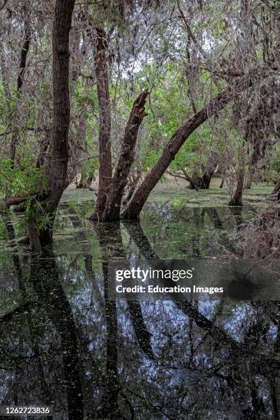 Black and Arroyo Willow Trees. Madrona Marsh Wetlands is a vernal freshwater marsh and is approximately 43 acres. Torrance, California, USA.