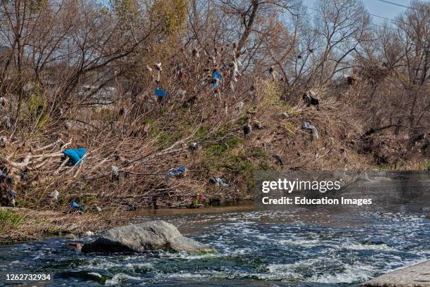 Plastic bags and other trash get caught and accumulate in trees and shrubs along the Los Angeles River at the Glendale Narrows. Urban runoff carries...