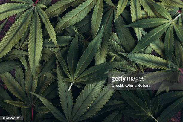 beautiful green leaves of marijuana closeup lie - marijuana leaf stock pictures, royalty-free photos & images