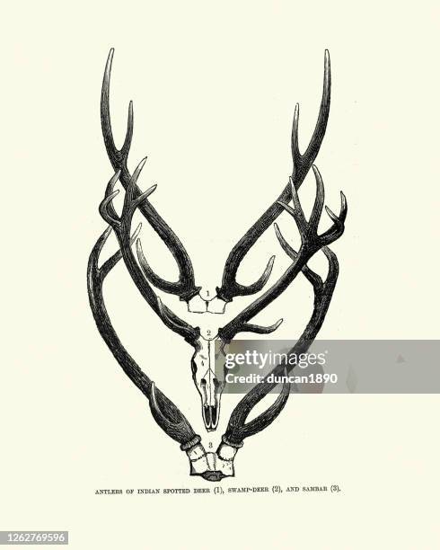 types of deer antler, chital, swamp and sambar - deer skull stock illustrations