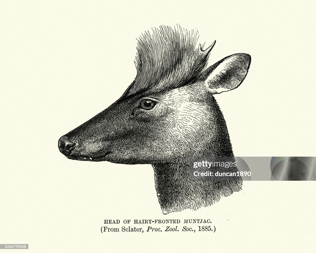 Hairy-fronted muntjac or black muntjac (Muntiacus crinifrons)