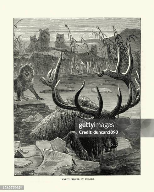 stockillustraties, clipart, cartoons en iconen met elanden (wapiti) achtervolgd op ijs door wolven - elk