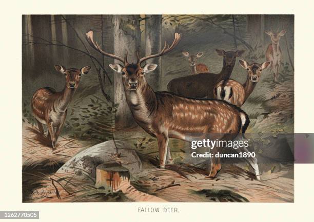 stockillustraties, clipart, cartoons en iconen met damow herten (dama dama) in een bos - deer family