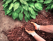 man spreading mulch around hosta plants in garden
