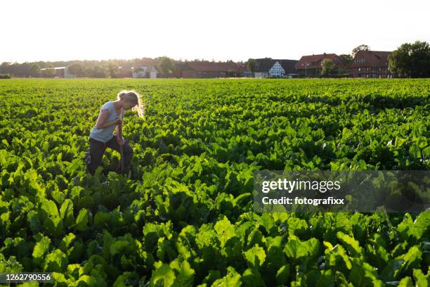 vrouwelijke boer staat in agrarische velden, kijkt naar de suikerbieten - suikerbieten stockfoto's en -beelden