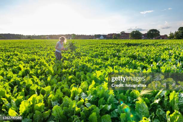 agricultora se encuentra en los campos agrícolas, mira la remolacha azucarera - remolacha fotografías e imágenes de stock