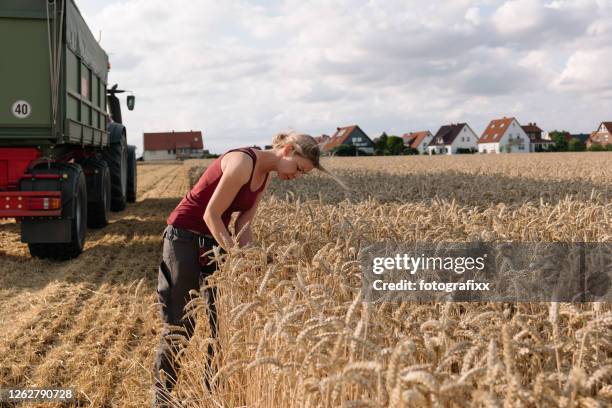 tijdens het oogsten van een vrouwelijke boer controleert graan van een tarweveld - village life stockfoto's en -beelden