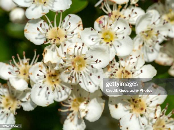 Mayflower Tree 1,059 Mayflower Flower Stock Photos, High-Res Pictures, and Images ...