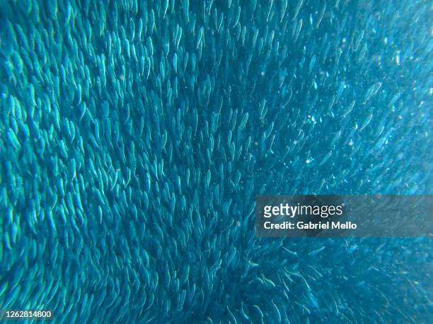 sardines run in the philippines - atum animal imagens e fotografias de stock