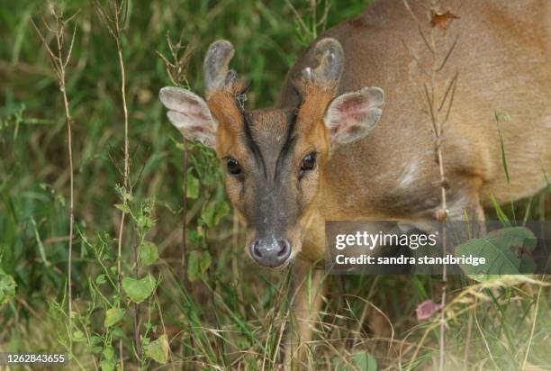 a pretty male muntjac deer, muntiacus reevesi, feeding in a field at the edge of woodland in the uk. - antler stock pictures, royalty-free photos & images