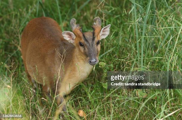 a pretty male muntjac deer, muntiacus reevesi, feeding in a field at the edge of woodland in the uk. - deer eye stockfoto's en -beelden