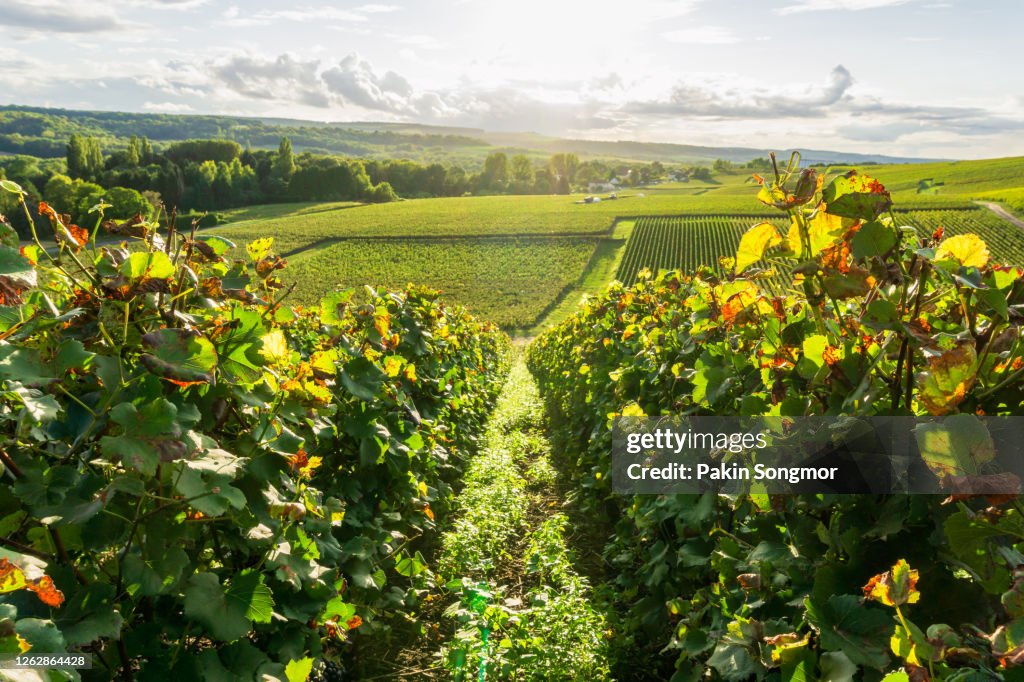 Row vine grape in champagne vineyards at montagne de reims countryside village background