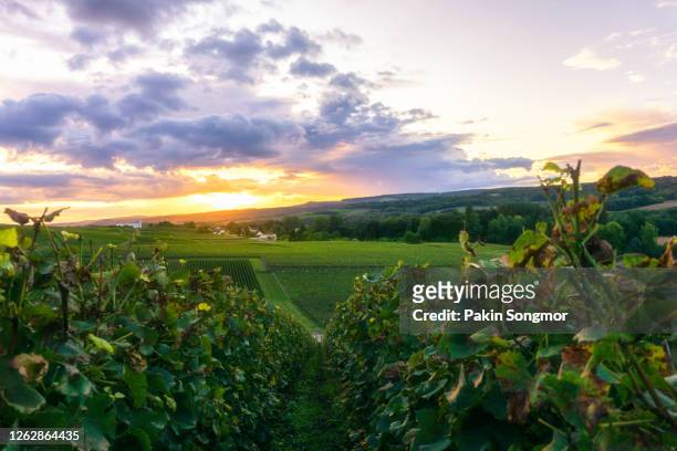 row vine grape in champagne vineyards at montagne de reims countryside village background - reims stock-fotos und bilder