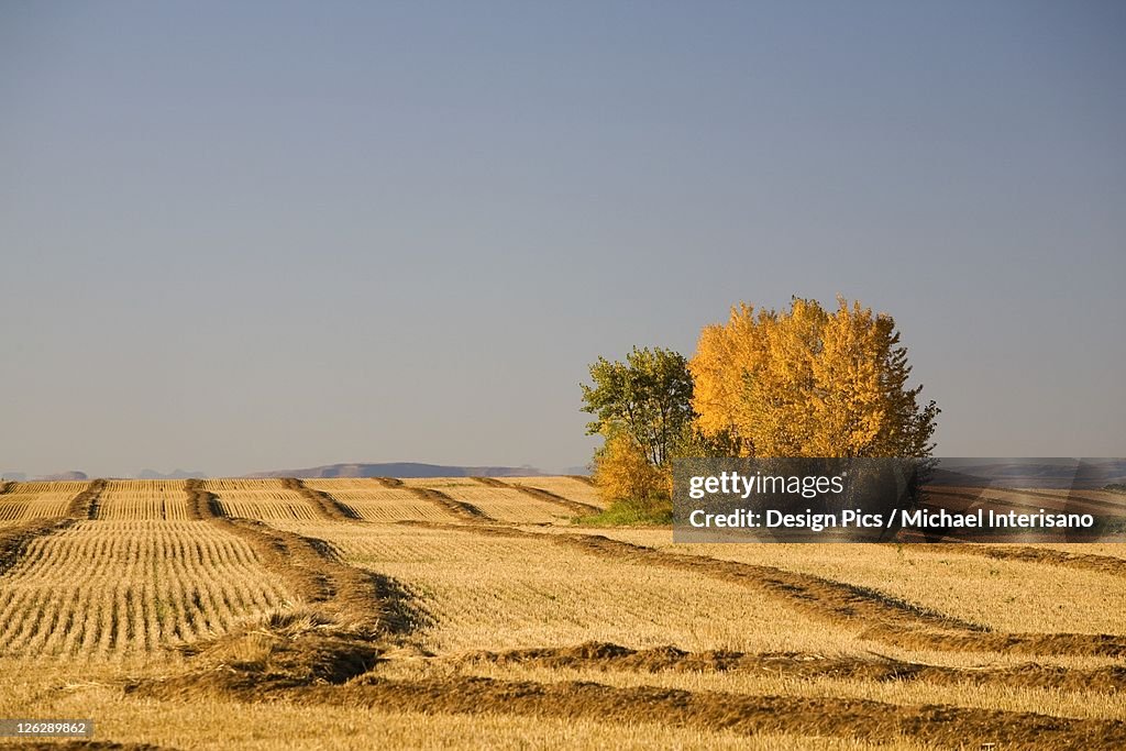 A group trees with changing colored leaves in autumn in a harvested field