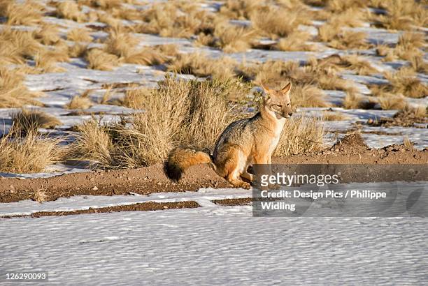 fox in the snow and sunset light - gray fox stock-fotos und bilder
