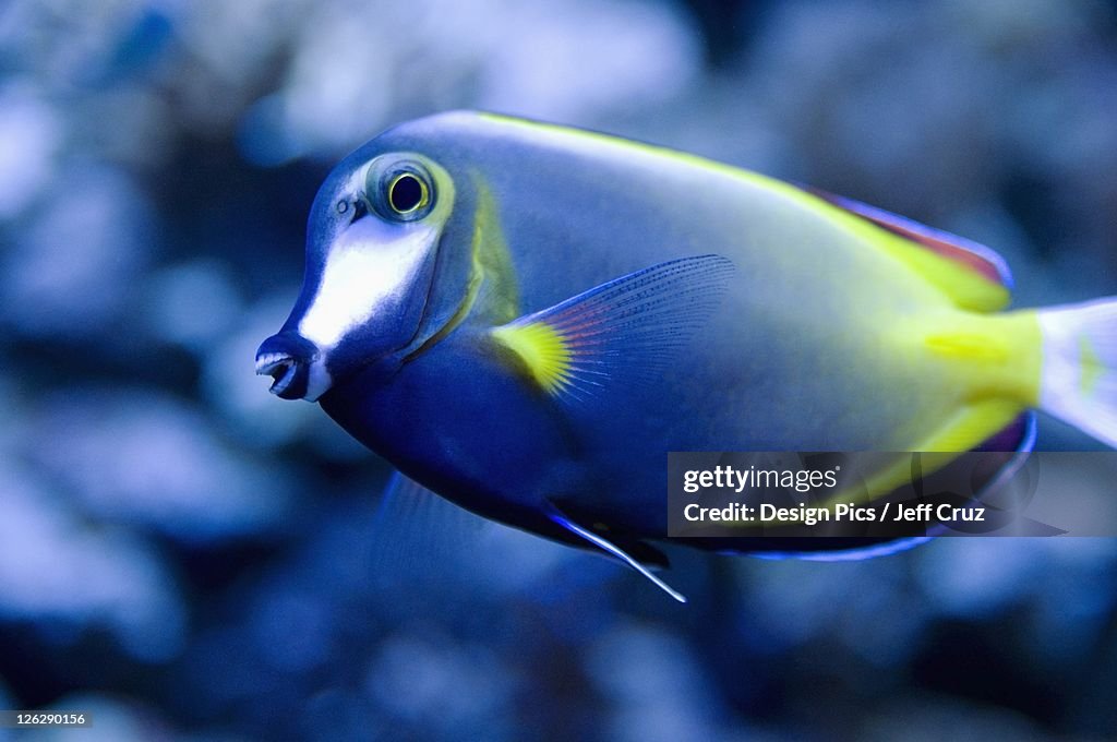 A blue tropical fish with yellow stripes