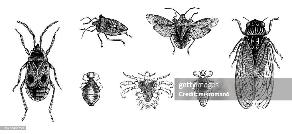 Old engraved illustration of insects