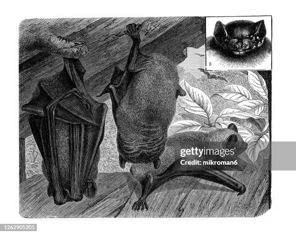 old engraved illustration of common noctule bat and little brown bat, chiroptera animals. - noctule bat stock pictures, royalty-free photos & images