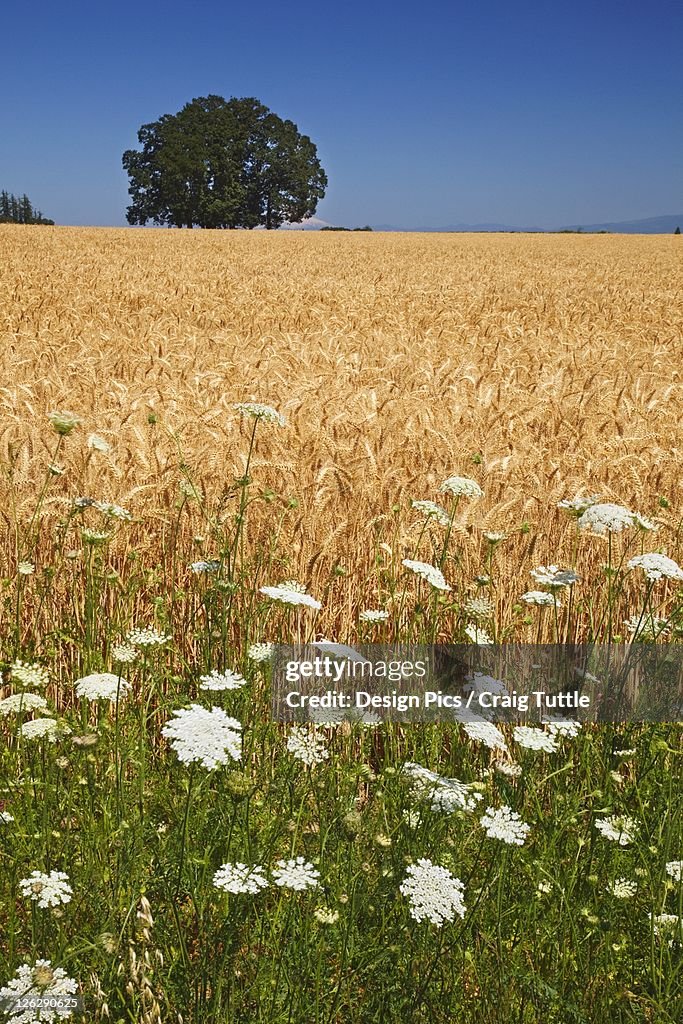 Wheatfield and wildflowers in willamette valley