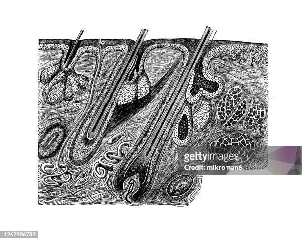 old engraved illustration of cross section through the skin of the lip - skin cross section stock pictures, royalty-free photos & images