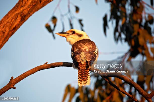kookaburra sitting on the branch in the golden sunset light. - kookaburra stock-fotos und bilder