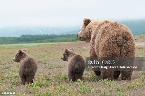a brown grizzly bear (ursus arctos horribilis) with cubs - sow bear stockfoto's en -beelden