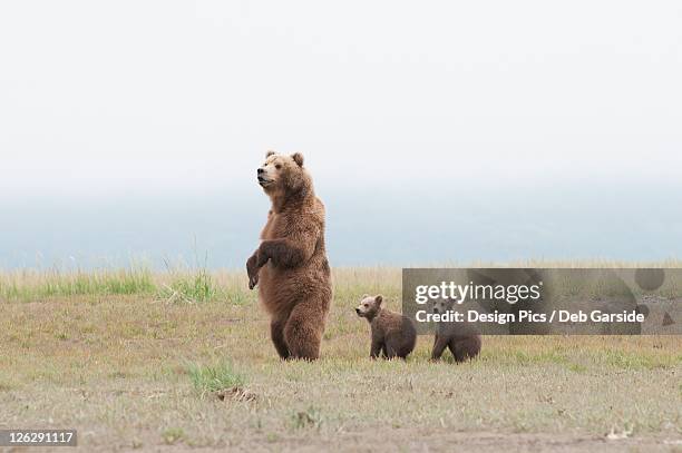 a brown grizzly bear (ursus arctos horribilis) standing up with cubs - big bums fotografías e imágenes de stock