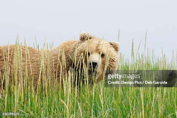a brown grizzly bear (ursus arctos horribilis) hiding in the tall grass - sow bear stock pictures, royalty-free photos & images