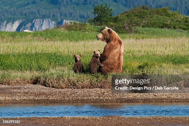 a grizzly bear (ursus arctos horribilis) and cubs next to the river - sow bear stockfoto's en -beelden