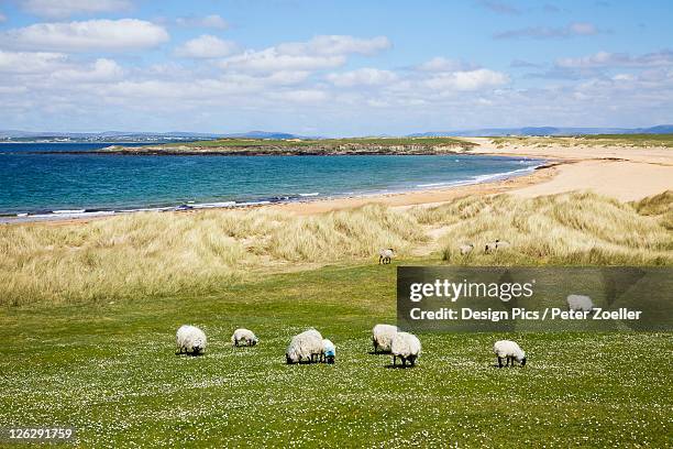 sheep grazing in a field along the coast - achill bildbanksfoton och bilder