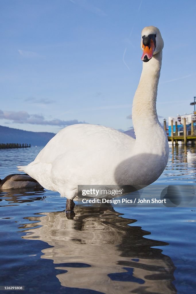 Swan on lake windermere